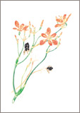 ヒオウギ／小豆むつ子ボタニカルアート（植物画）
