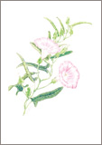 ヒルガオ/小豆むつ子ボタニカルアート（植物画）