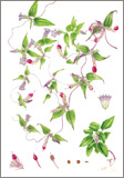ツルリンドウ／小豆むつ子ボタニカルアート（植物画）